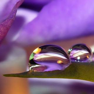 Colorful flowers leaves wallpaper