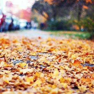 Movie autumn wallpaper