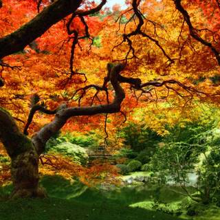 Autumn garden welcome wallpaper