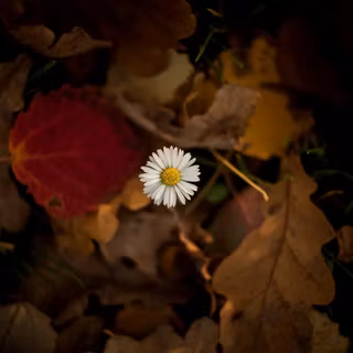 Flower autumn wallpaper