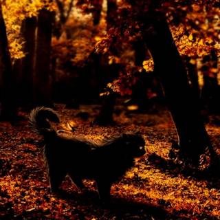 Black cats autumn wallpaper