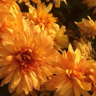 Korean aesthetic autumn wallpaper