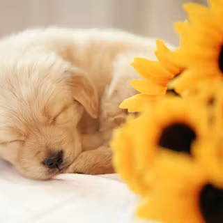 Halloween Kawaii puppy wallpaper