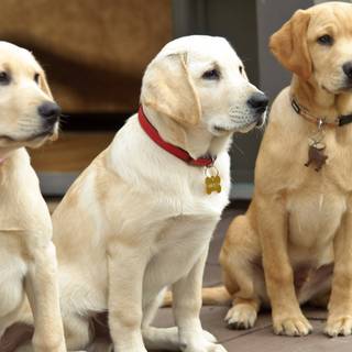 Marley and Me The Puppy Years wallpaper