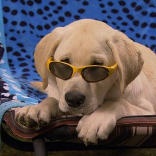 Marley and Me The Puppy Years wallpaper