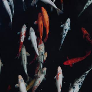 Koi carp wallpaper