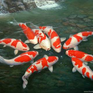 Koi carp wallpaper