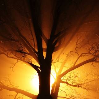 Orange nature wallpaper