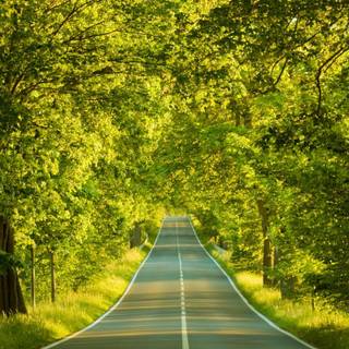 Summer tree road wallpaper