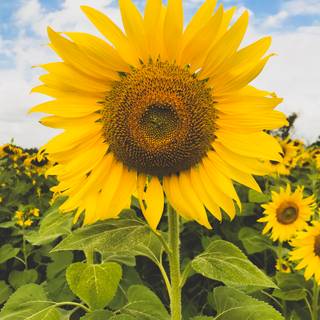 Yellow sunflowers field HD flowers wallpaper