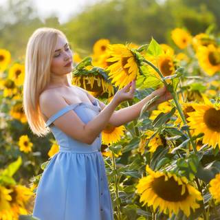 Yellow sunflowers field HD flowers wallpaper