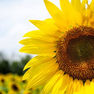 Yellow sunflowers field HD flowers wallpaper