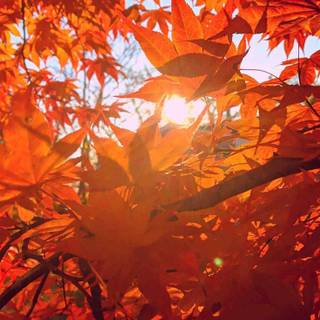 Autumn colors aesthetic wallpaper