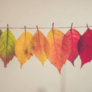 Autumn colors aesthetic wallpaper