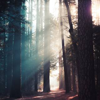 Morning walk wallpaper