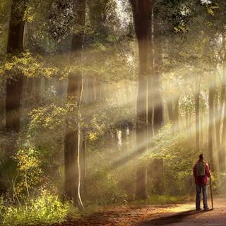 Morning walk wallpaper