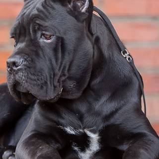 Black Cane Corso wallpaper