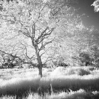 Black and white tree 4k wallpaper