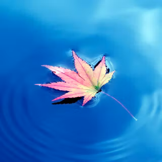 Autumn leaf water wallpaper