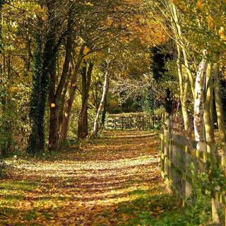 Autumn survival wallpaper