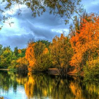 Autumn forest mobile wallpaper