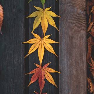 iPhone 12 Pro Max autumn wallpaper