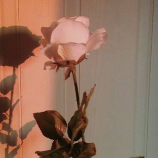 Sad flowers wallpaper