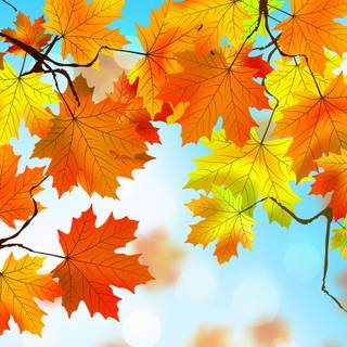 Colorful autumn leaves HD wallpaper