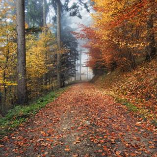 Autumn Germany wallpaper