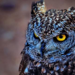 Eurasian eagle-owl wallpaper