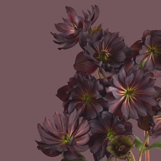 Pixel 6 Pro wallpaper