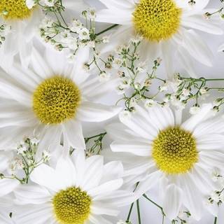 Baby breath wallpaper