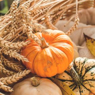 Aesthetic pumpkin wallpaper