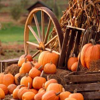 Aesthetic pumpkin wallpaper