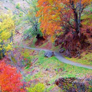 Colorful path autumn fall trees forest wallpaper