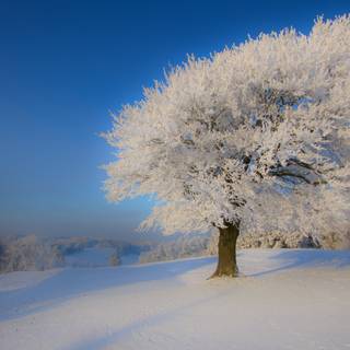 Winter scapes wallpaper