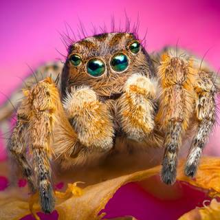 Spider insect wallpaper