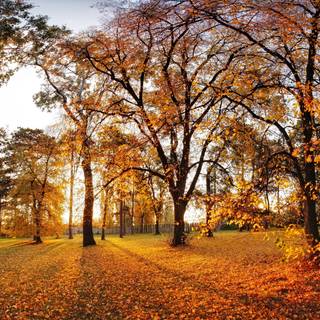 Cambridge autumn wallpaper