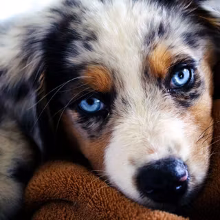 Aussie dog wallpaper