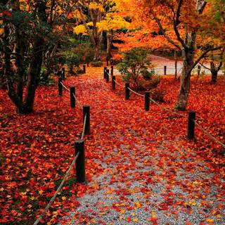 European autumn wallpaper