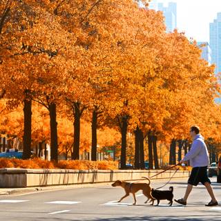 Street autumn wallpaper