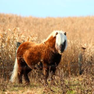 Fall horse wallpaper