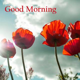 Good morning flowers HD wallpaper