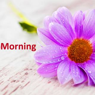Good morning flowers HD wallpaper
