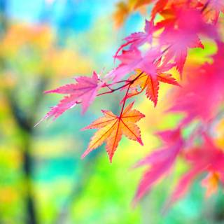 Colour autumn wallpaper