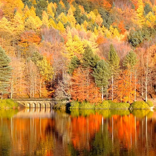 Colour autumn wallpaper