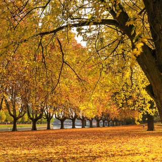 Colour autumn wallpaper