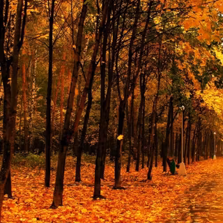 Forest autumn phone wallpaper