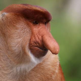 Proboscis monkey wallpaper