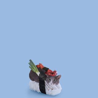 Sushi cat wallpaper